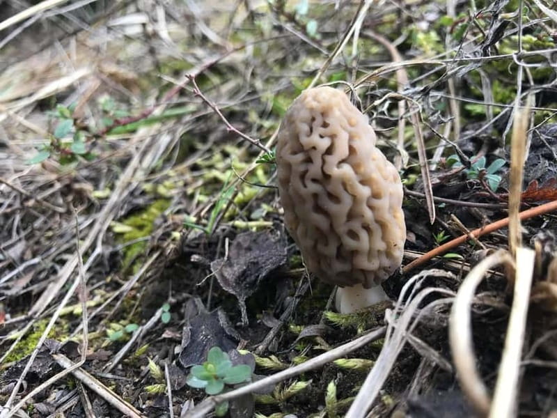 Sofia: Culinary Adventure To The Fungi And Botanical Kingdom - What makes this forest food tour special