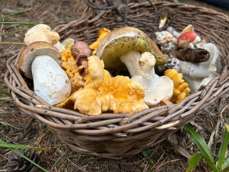 Sofia: Culinary Adventure To The Fungi And Botanical Kingdom - A forest walk that needs proper shoes