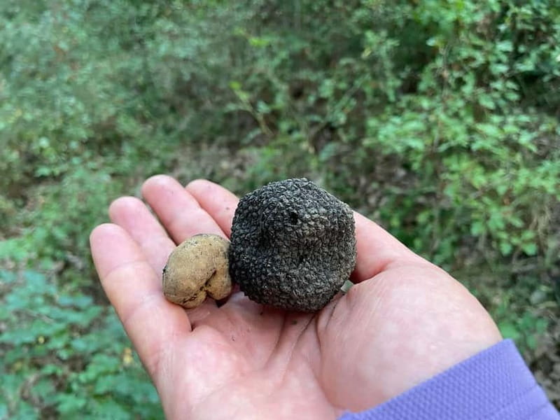 Sofia: Culinary Adventure To The Fungi And Botanical Kingdom - How Dobrin shapes the experience
