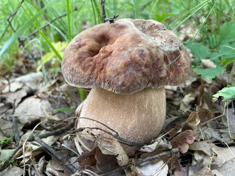 Sofia: Culinary Adventure To The Fungi And Botanical Kingdom - Best seasons and expectations