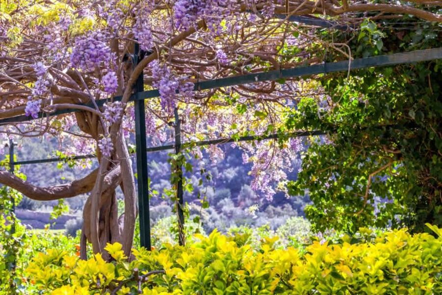 Sóller: Jardines de Alfabia Entrance Ticket - A visit that connects Mallorca with the wider Mediterranean