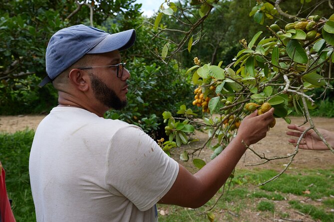 Soma Garden All Inclusive Tropical Fruit Farm Tour - Why Soma Garden feels different from a standard farm visit