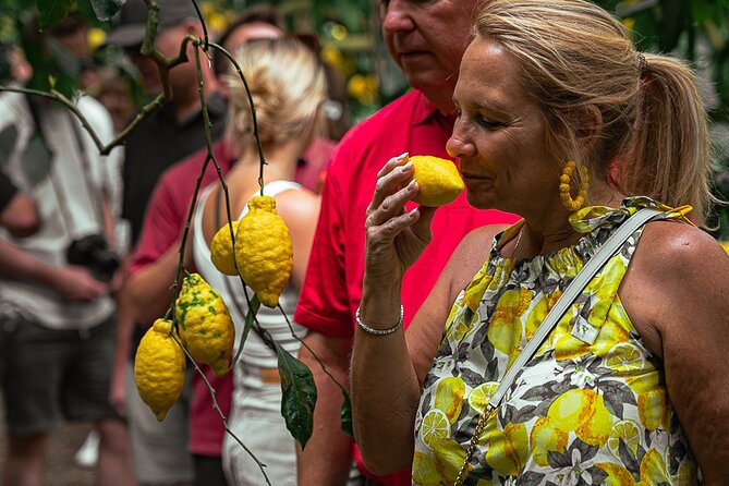 Sorrento Ape Tour, Lemon Garden, Mozzarella Show & Pizza Class - Schiazzano’s lemon groves and the first taste of Sorrento