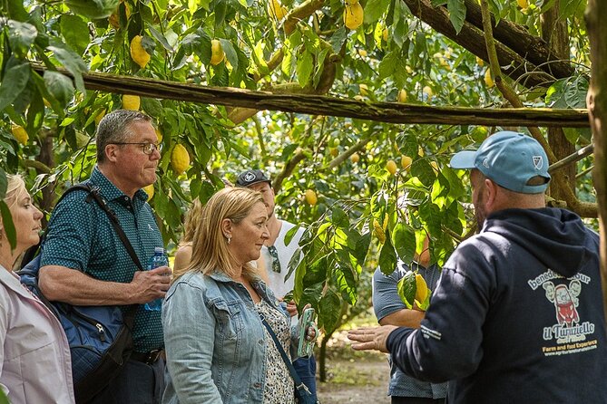 Sorrento Ape Tour, Lemon Garden, Mozzarella Show & Pizza Class - Making your own Neapolitan pizza in Schiazzano