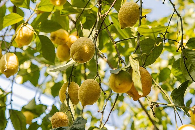 Sorrento Ape Tour, Lemon Garden, Mozzarella Show & Pizza Class - What the $229.29 price really covers
