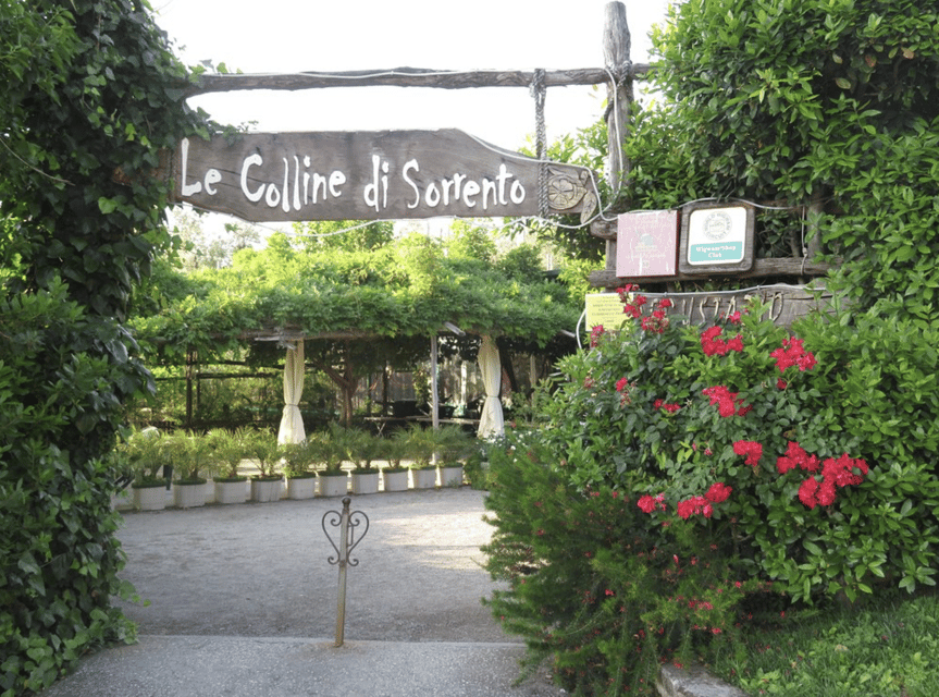 Sorrento: Lemon Garden Guided Tour with Tastings - The century-old olive grove and traditional mill