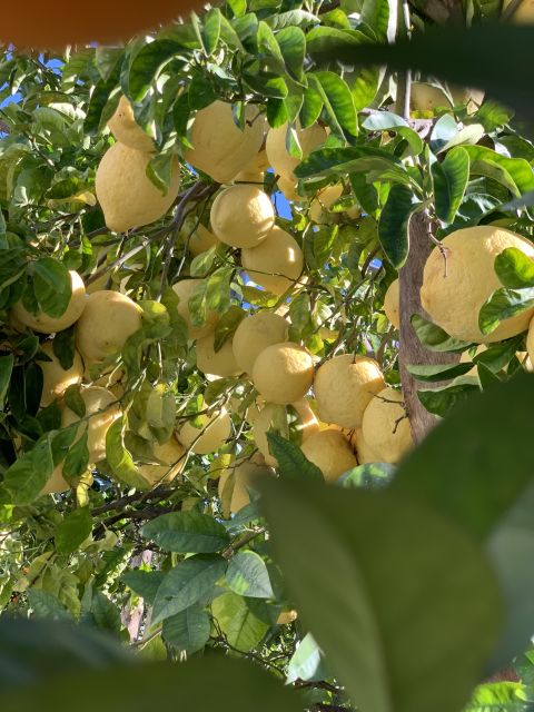 Sorrento: Lemon Garden Tour with Marmalade Tasting - Why Sorrento’s lemon garden is worth your time