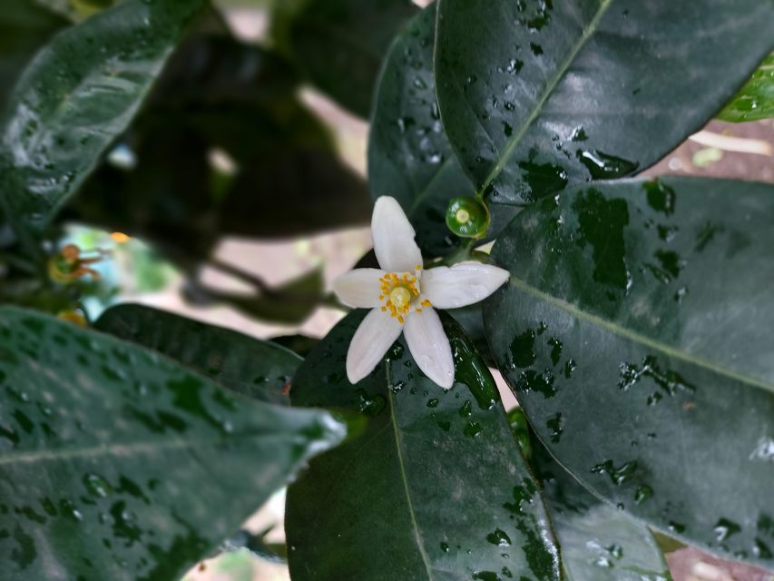 Sorrento: Lemon Garden Tour with Marmalade Tasting - The 45-minute walk through the lemon grove