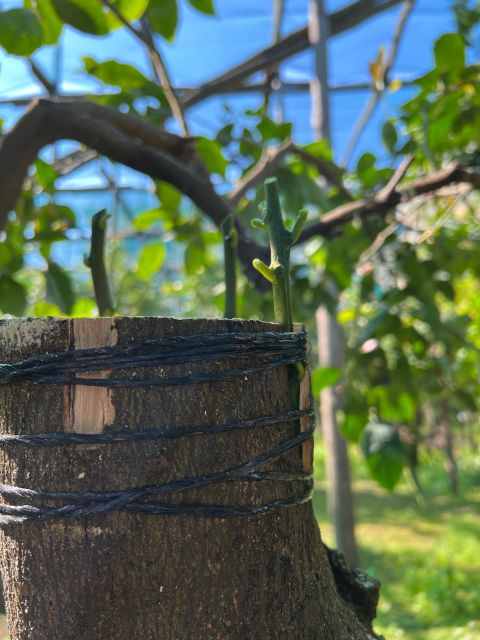 Sorrento: Lemon Garden Tour with Marmalade Tasting - Timing, weather, and practical planning