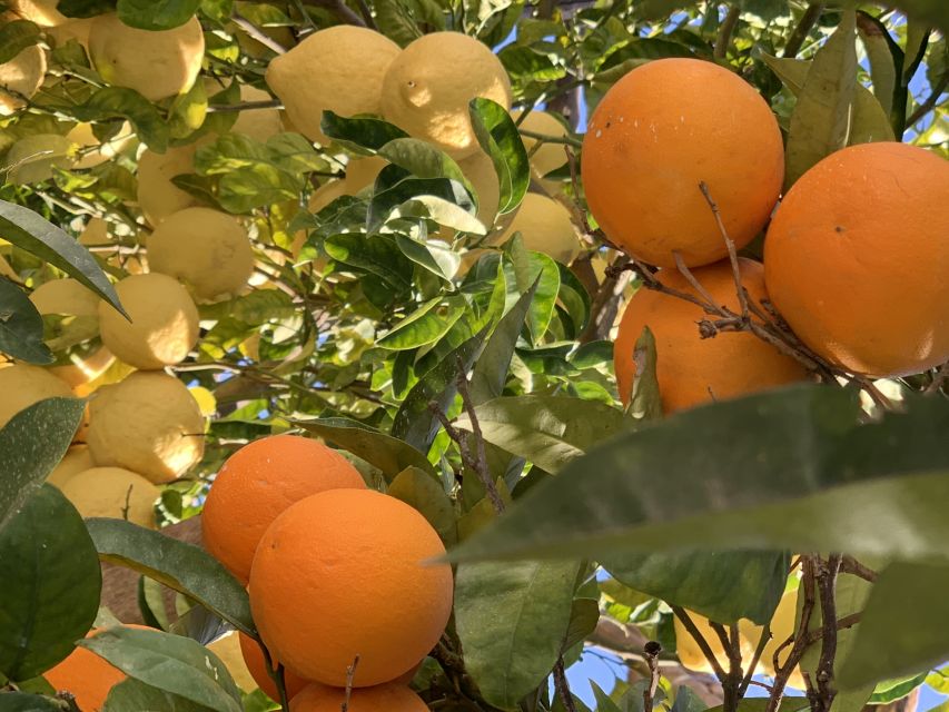 Sorrento: Lemon Garden Tour with Marmalade Tasting - How this compares with a standard Sorrento food stop