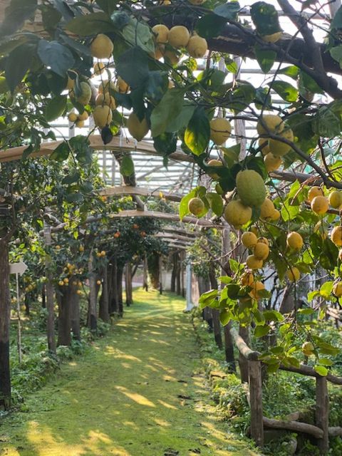 Sorrento: Lemon Garden Tour with Marmalade Tasting - Entering La Limonaia from central Sorrento