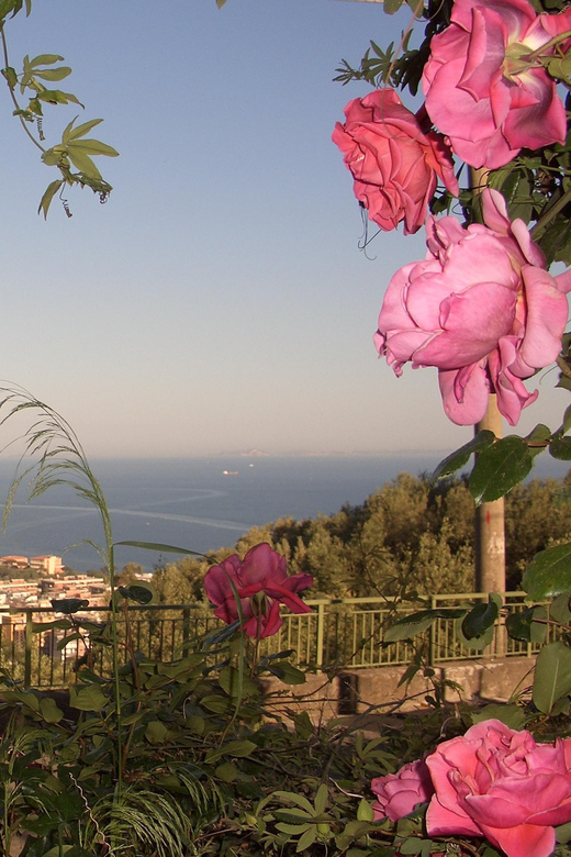 Sorrento: Walking Tour in Lemon Garden w/ Food Tasting - Walking among lemons, olives, and old farm traditions