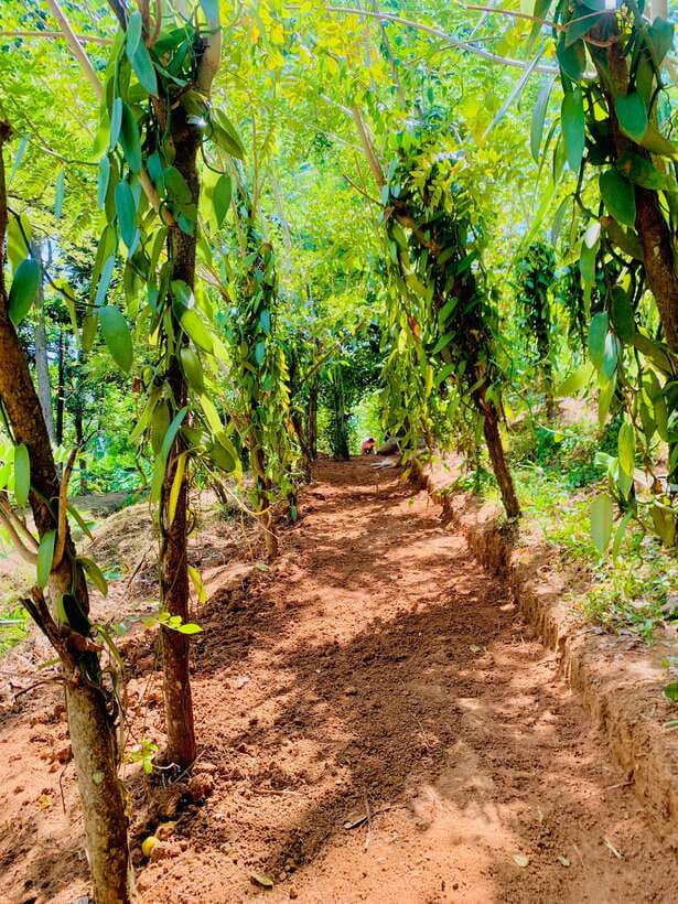 Sri Lanka: Ceylon Cinnamon Experience & Spice Garden Tour - Tasting fresh spices, fruit, and tea
