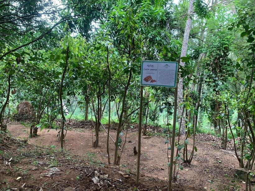 Sri Lanka: Ceylon Cinnamon Experience & Spice Garden Tour - Why the small group makes a difference