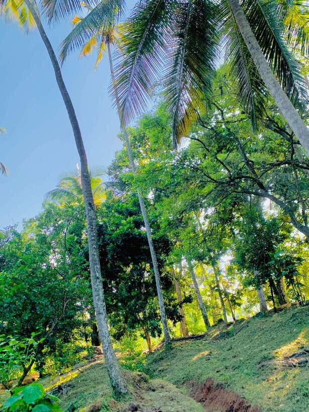 Sri Lanka: Ceylon Cinnamon Experience & Spice Garden Tour - Getting there and preparing for the garden