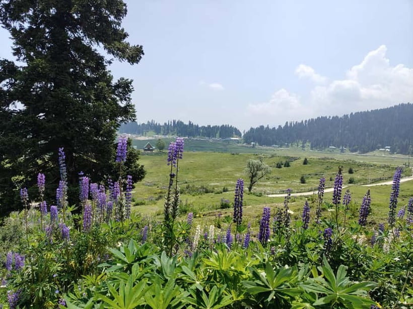 Srinagar: Gulmarg Day Tour - Explore the Meadow of Flowers - Is $45 good value?