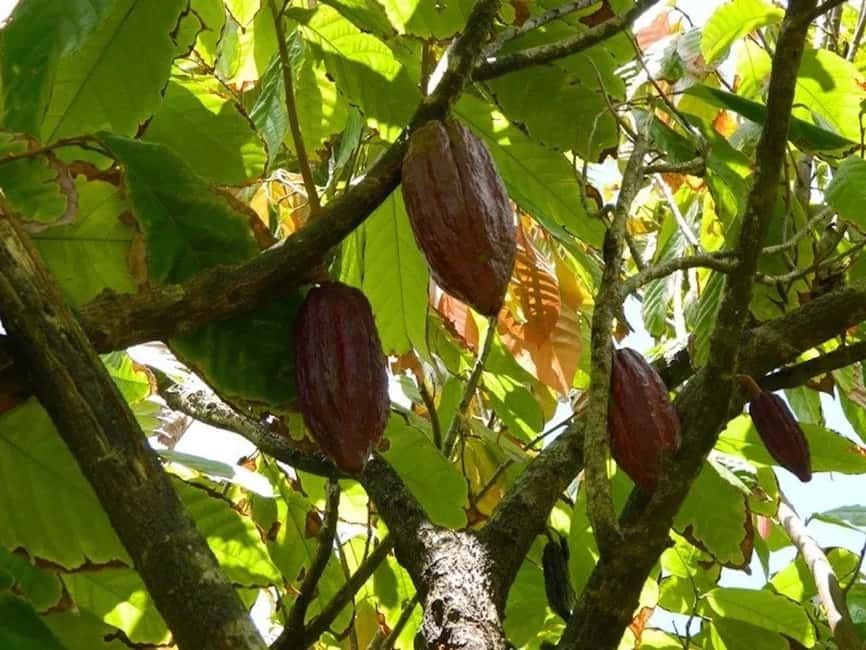 St. Lucia: Drive-in Volcano, Waterfall and Garden Day Trip - Diamond Botanical Gardens and the old French baths