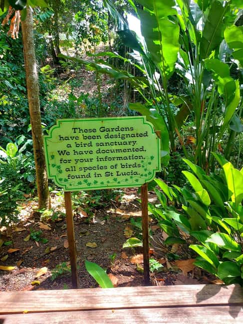 St. Lucia: Scenic Nature Hike & Botanical Garden Escape - Drinks, bakery bread, and local food choices