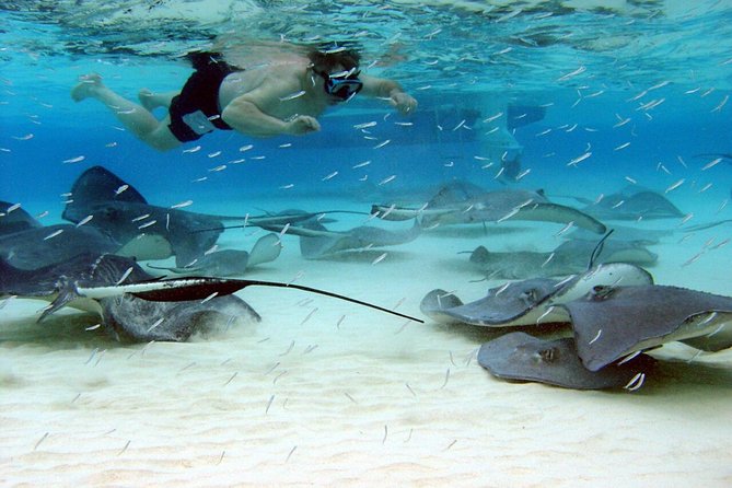 Starfish Point, Stingray City & Coral Garden (3-STOP Adventure) - Three things to know before you book