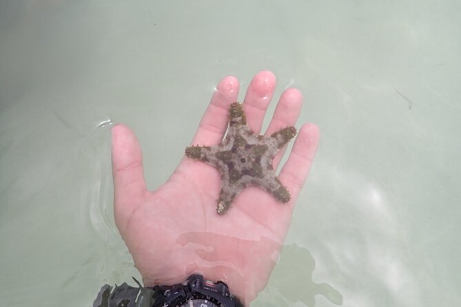 Starfish Point, Stingray City & Coral Garden (3-STOP Adventure) - What is included and what you still need