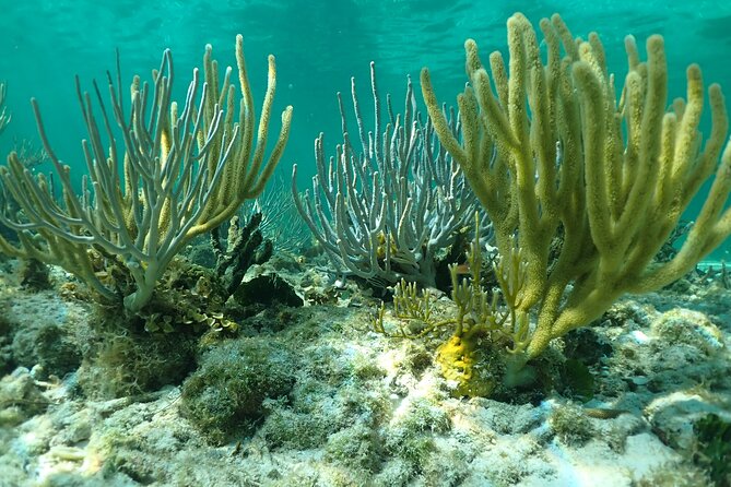 Starfish Point, Stingray City & Coral Garden (3-STOP Adventure) - Families, beginners, and confident swimmers