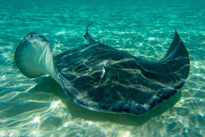 Starfish Point, Stingray City-Sandbar & Coral Gardens - Key points to know before booking