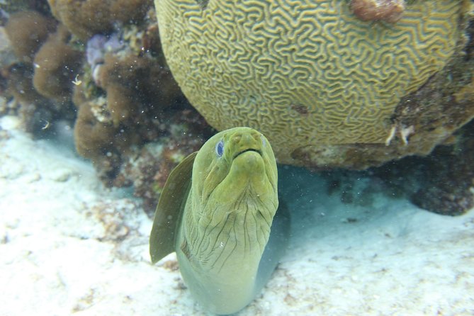Starfish Point, Stingray City-Sandbar & Coral Gardens - Starfish Point: the quietest stop