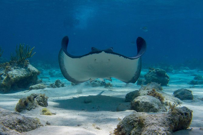 Starfish Point, Stingray City-Sandbar & Coral Gardens - What the $65 price really includes