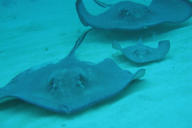 Starfish Point, Stingray City-Sandbar & Coral Gardens - Cancellation and weather details