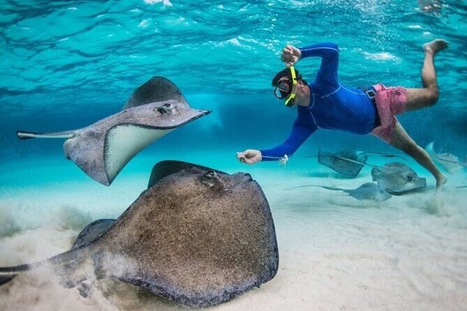 Stingray City Sandbar, Coral Gardens Snorkeling & Star Fish Point - Why Stingray City is the main attraction