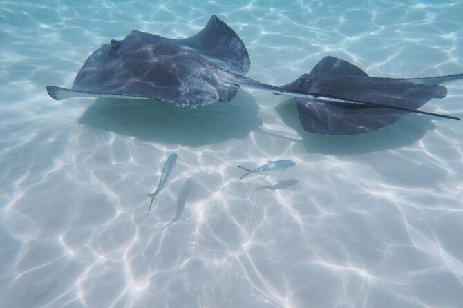 StingrayCity ,Coral Garden & Starfish Tour. - From the cruise terminal to Safehaven Marina
