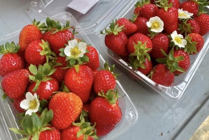 Strawberry & Eobi Valley & Nami Island & Garden of Morning Calm - Finishing with the Garden of Morning Calm lights