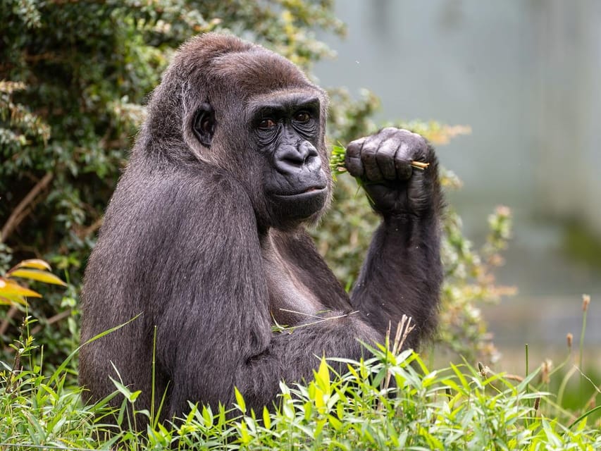 Stuttgart: Wilhelma Zoological-Botanical Garden Ticket - Meet koalas and rare Australian wildlife in Terra Australis