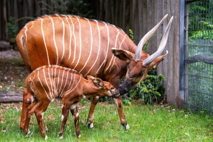 Stuttgart: Wilhelma Zoological-Botanical Garden Ticket - See animals from every continent