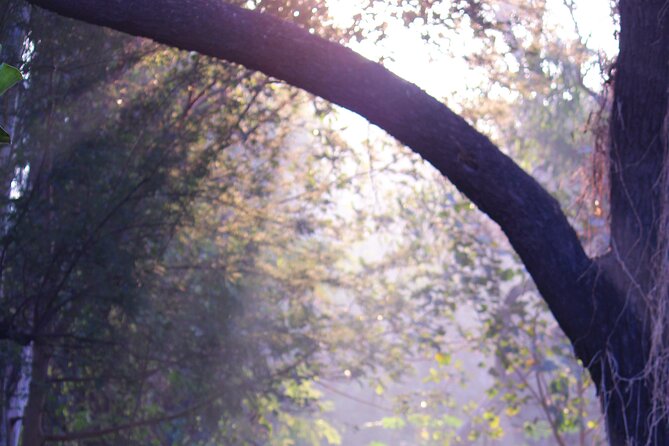 Sunder Nursery Delhi's Heritage Garden Walk Tour - What Your Morning Visit Looks Like