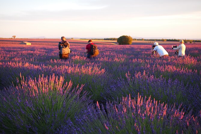Sunset Lavender Tour from Aix-en-Provence - Key points at a glance