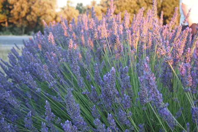 Sunset Lavender Tour from Aix-en-Provence - The Valensole fields, one stop at a time