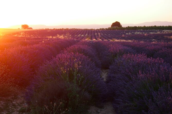 Sunset Lavender Tour in Valensole with pickup from Marseille - The ride from Marseille and group size