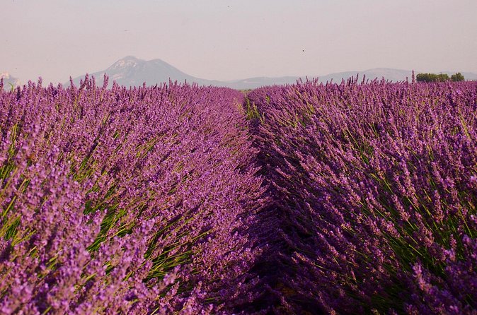 Sunset Lavender Tour in Valensole with pickup from Marseille - Who should book this sunset tour?