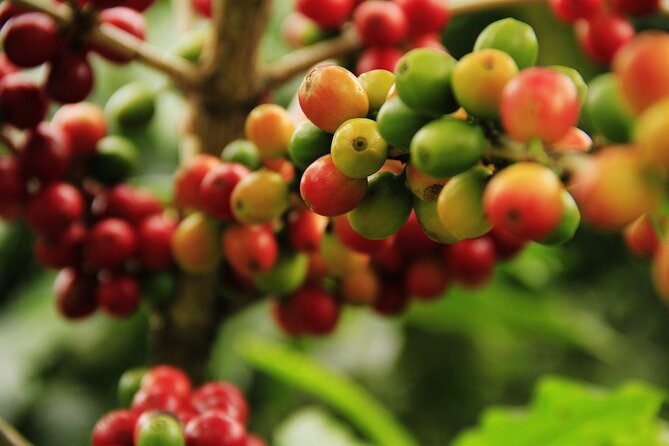 Super Combo Tour: Waterfalls Gardens + Coffee Tour + Poás Volcano - La Paz Waterfall Gardens: the main event