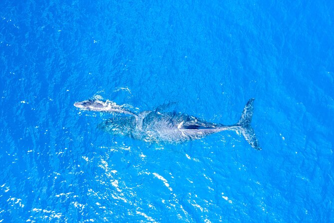Super Raft - Private Charter Maui 3 Hour Snorkel to Coral Gardens or Molokini - A private start from Maalaea at 1 p.m.