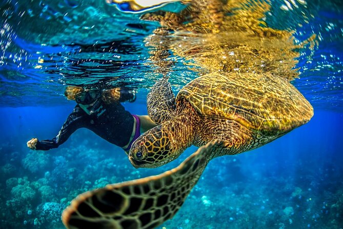 Super Raft - Private Charter Maui 3 Hour Snorkel to Coral Gardens or Molokini - The Super Raft makes the ride part of the outing