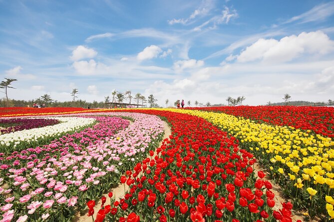 Taean Tulip Festival and Strawberry Picking Day Tour from Seoul - Why this Taean day trip works from Seoul