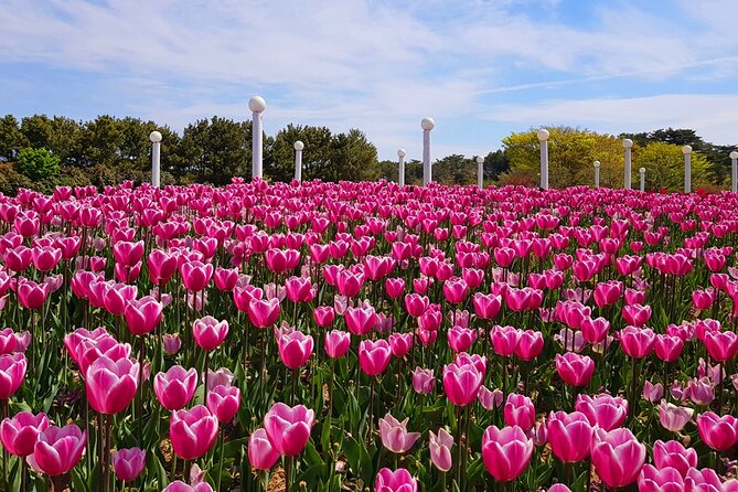 Taean Tulip Festival and Strawberry Picking Day Tour from Seoul - What makes the tulip stop worth the long ride