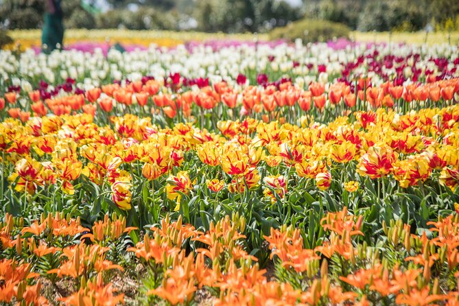 Taean Tulip Festival and Strawberry Picking Day Tour from Seoul - Picking strawberries at the local farm