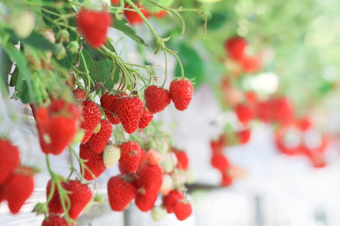 Taean Tulip Festival and Strawberry Picking Day Tour from Seoul - Who should book this day out