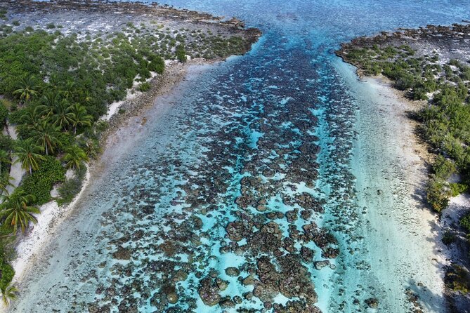Tahaa Excursion in Electric Paddle Snorkeling Coral Garden - Private outings and the shorter afternoon option