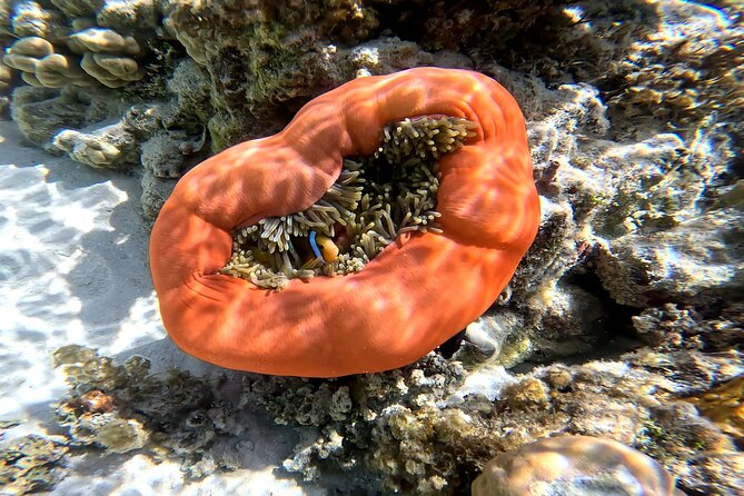 Tahaa Excursion in Electric Paddle Snorkeling Coral Garden - Who should book this Taha’a excursion