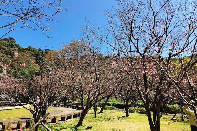 Taipei Cherry Blossom Day Tour to Yangmingshan and Tamsui - Three hours and forty minutes in Yangmingshan