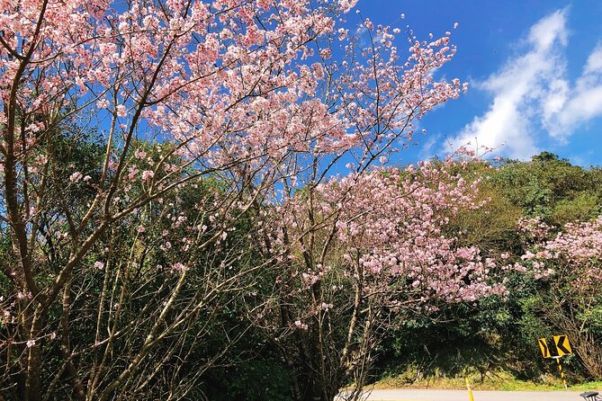 Taipei Cherry Blossom Day Tour to Yangmingshan and Tamsui - Lunch and the move toward Tamsui